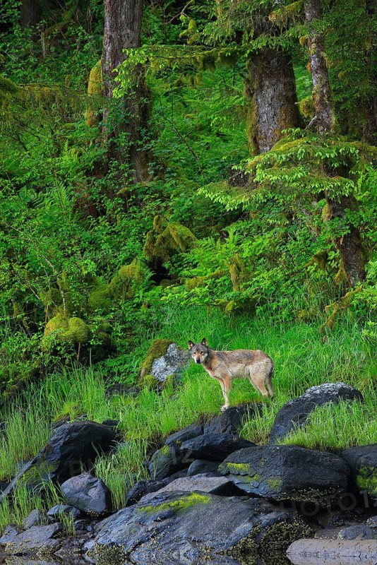 Grey gray wolf