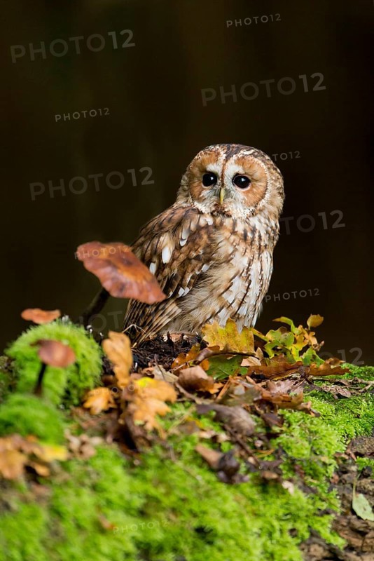 Tawny owl