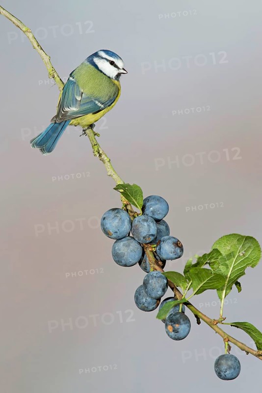 Blue Tit
