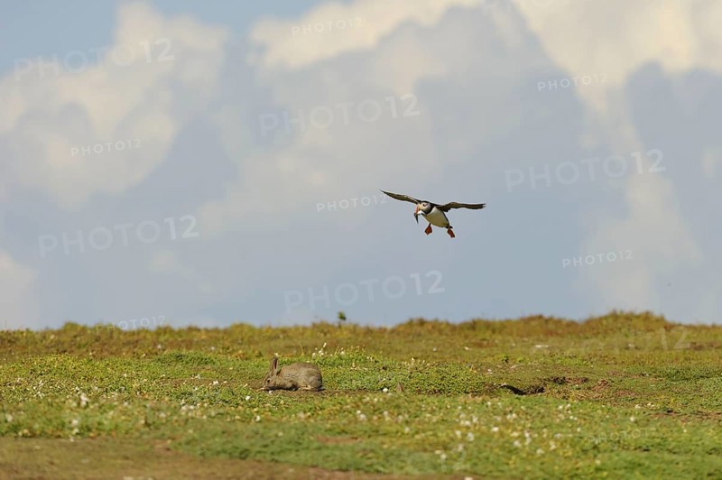 Puffin