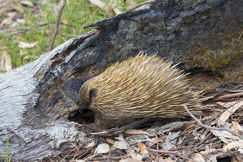 Short-beaked echidna