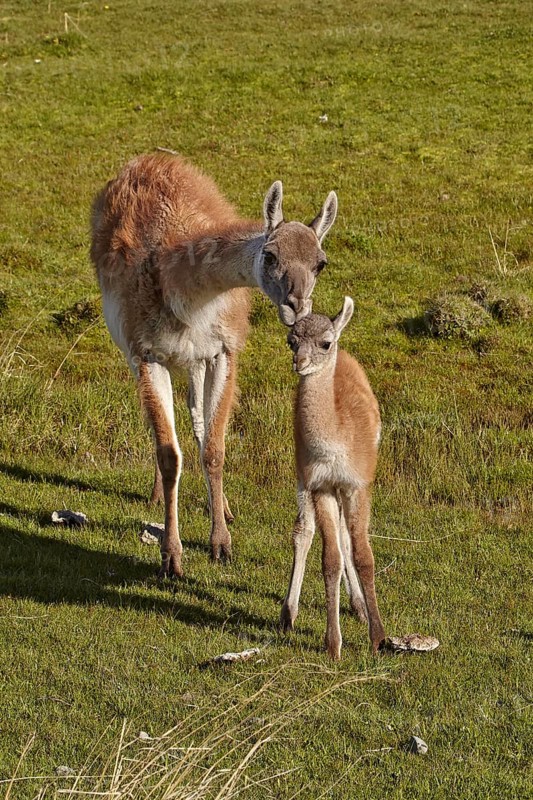 Guanaco