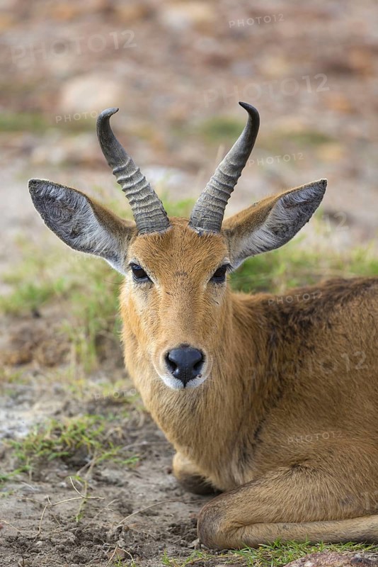 Bohor reedbuck