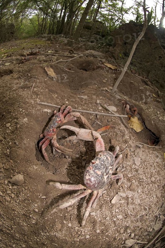 Christmas island red crab