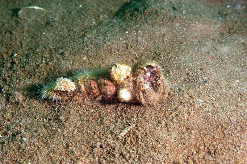 Hairy hermit crab