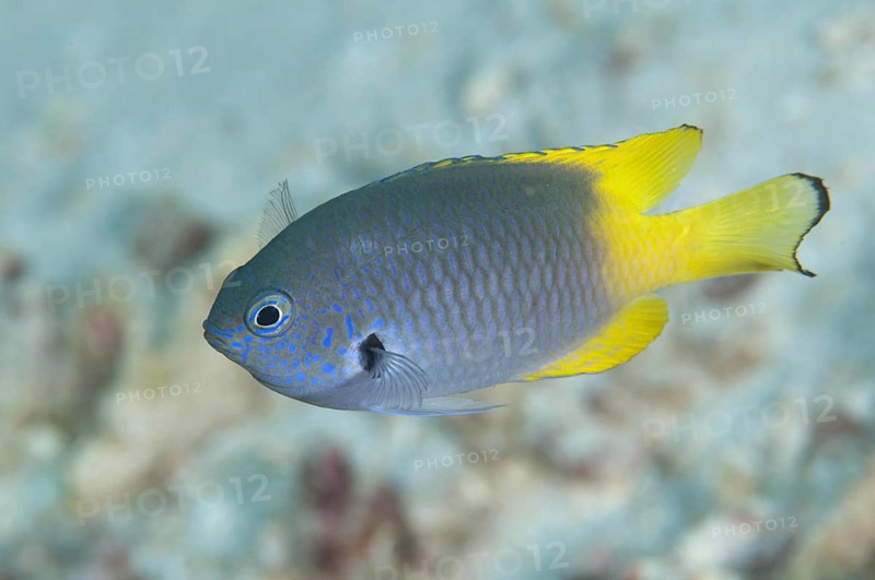 Adult black-mantled damselfish