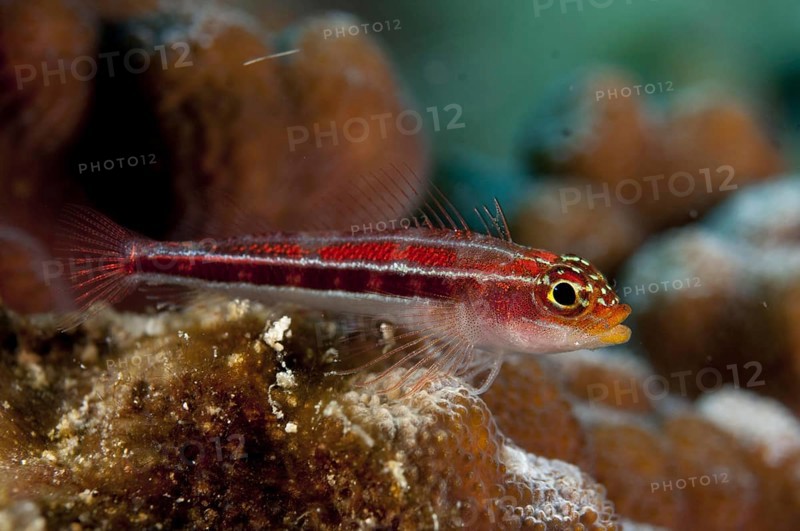 Striped triplefin