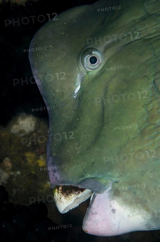 Bumphead Parrotfish