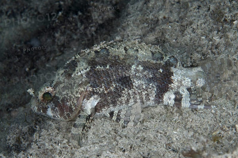 False scorpionfish