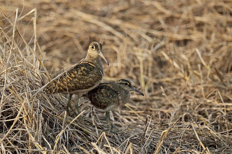 Greater Painted-snipe