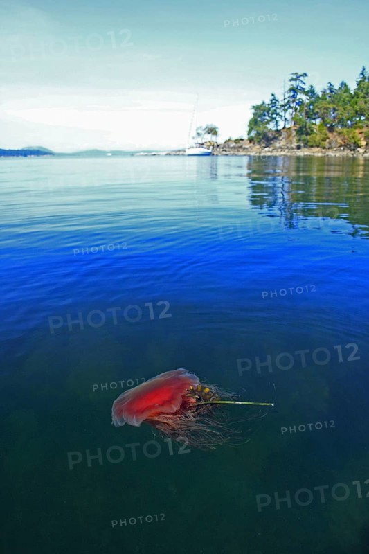 Lion's Mane Jellyfish