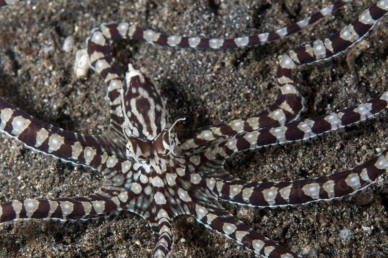 Mimic Octopus