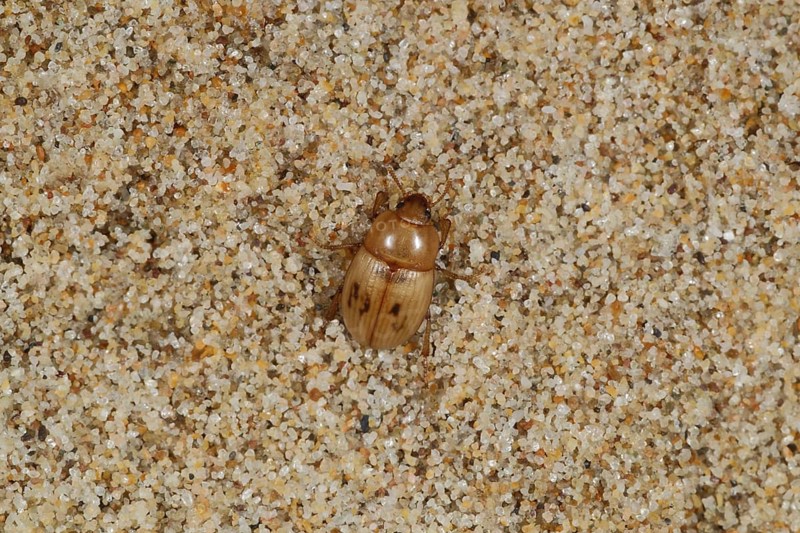 Darkling Beetle