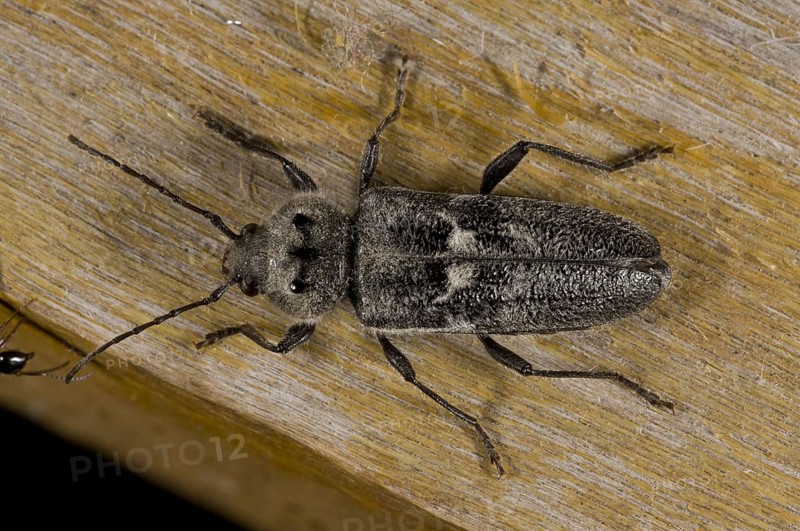 Old-house Borer