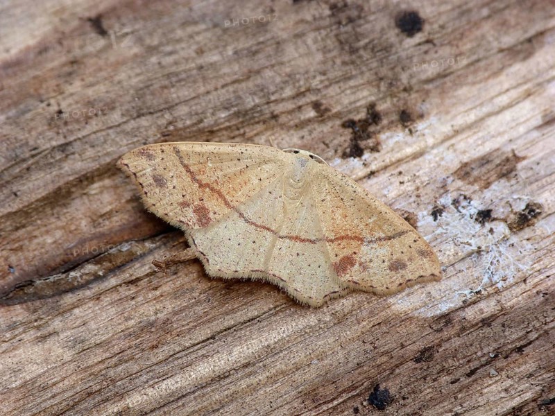 Dotted oak girdle moth