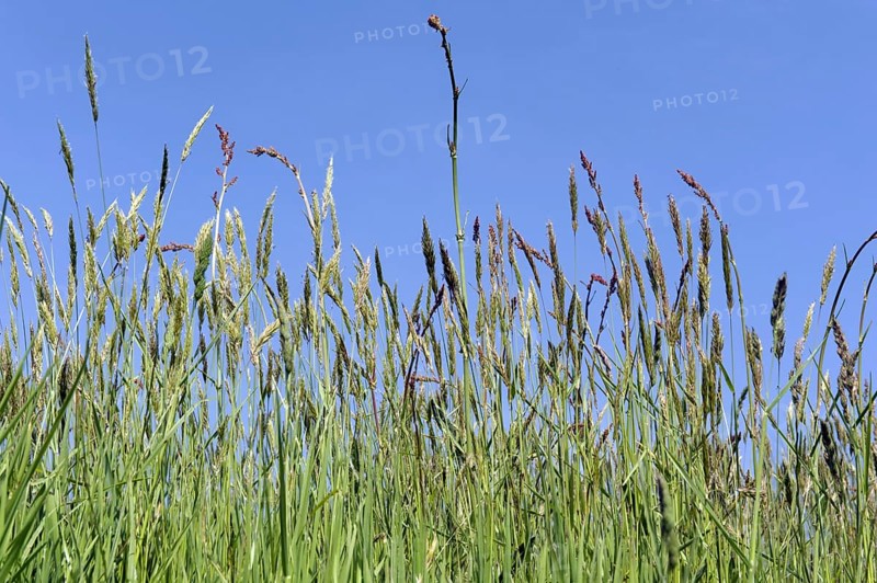 Sweet vernal grass