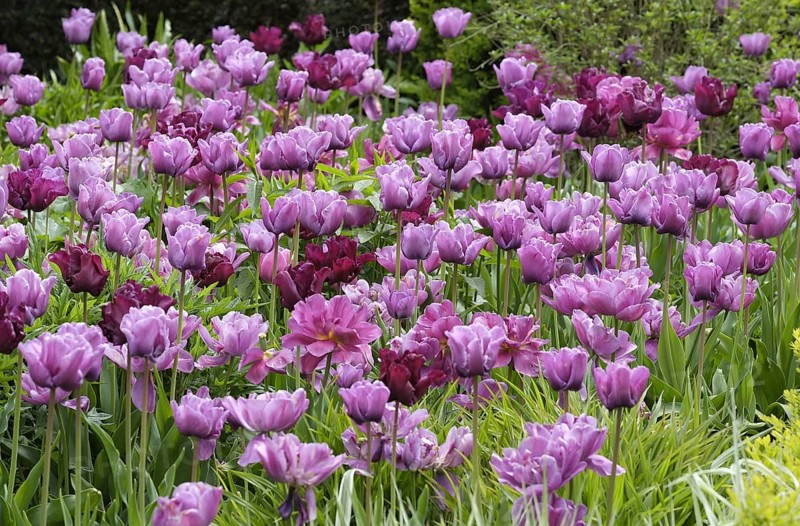 Cultivated Tulip
