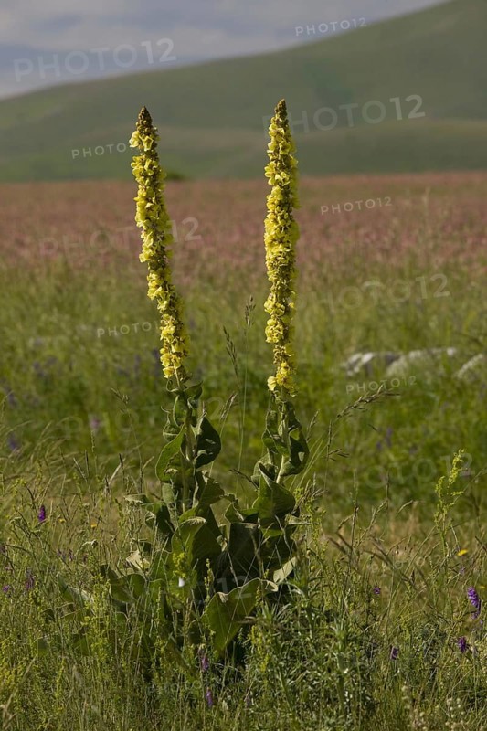 Felt mullein