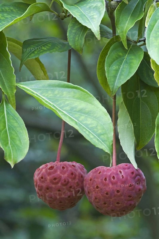 Cultivated dogwood