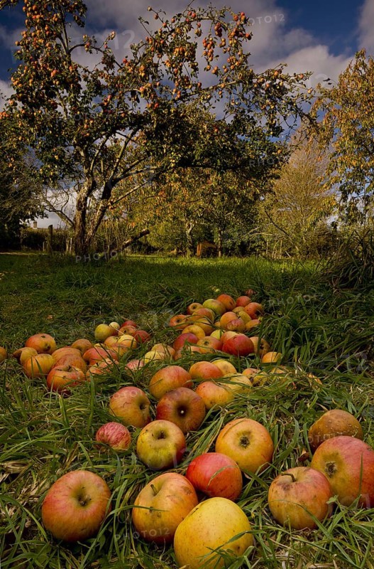Cultivated apple tree