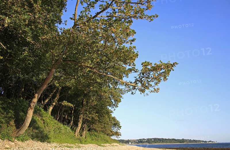 Sycamore