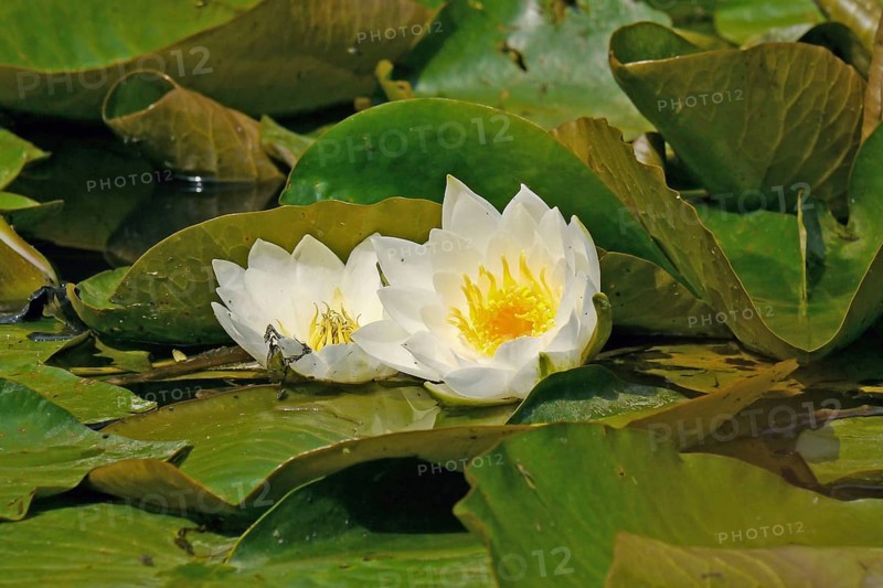 White Waterlily