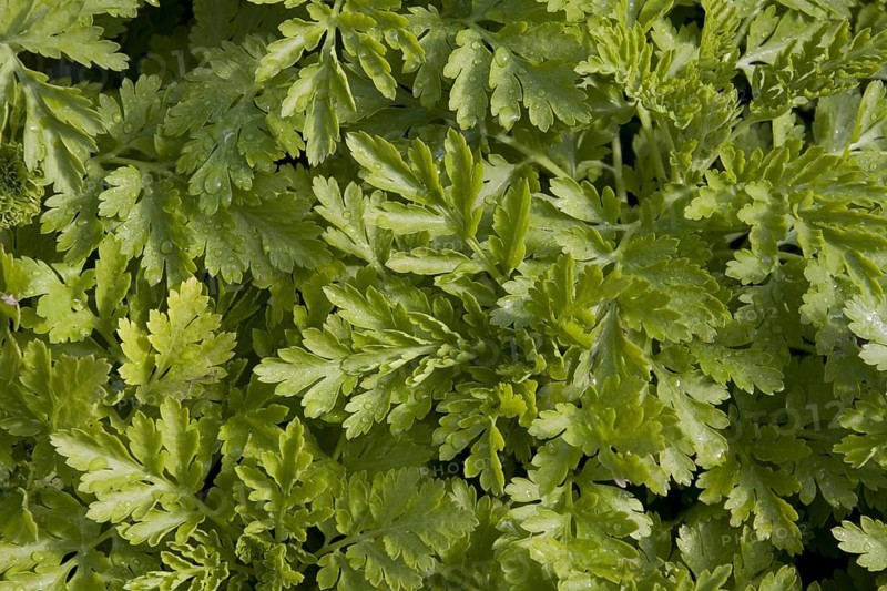 Feverfew