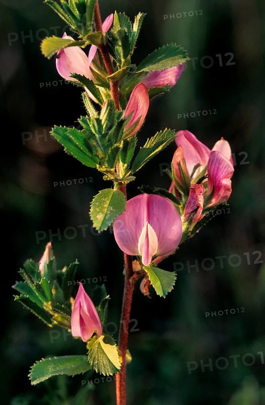 Spiny restharrow
