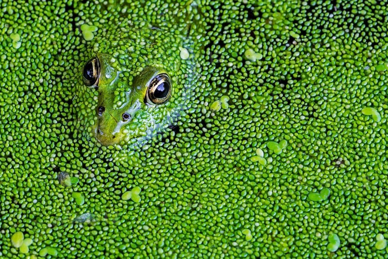 Edible frog
