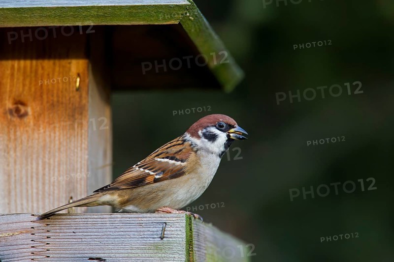 Eurasian tree sparrow