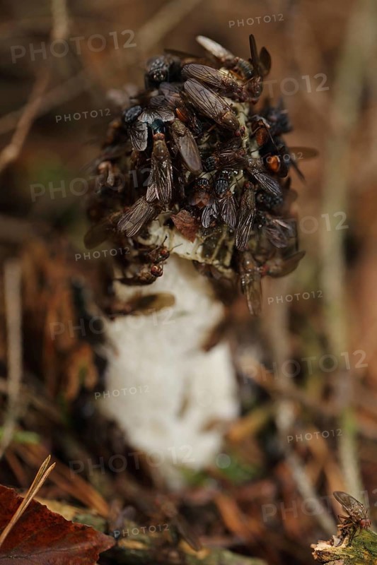 Common Stinkhorn