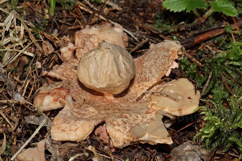 Reddish Earth Star