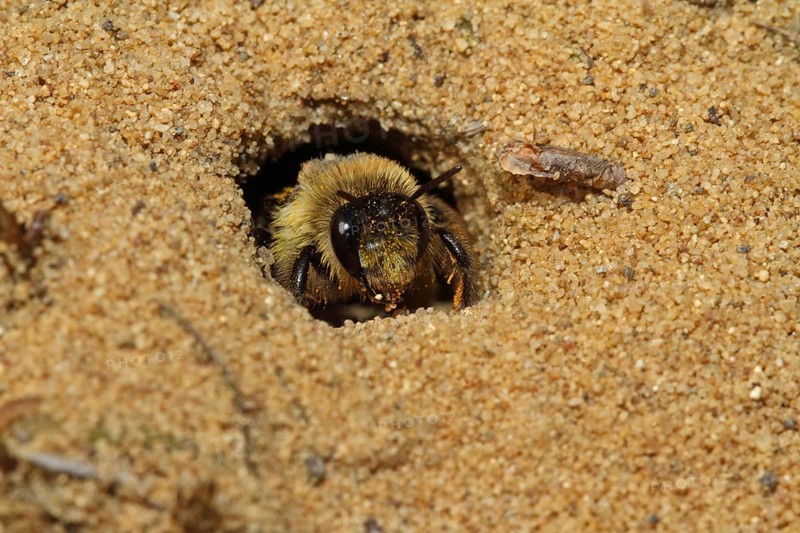Trouser bee