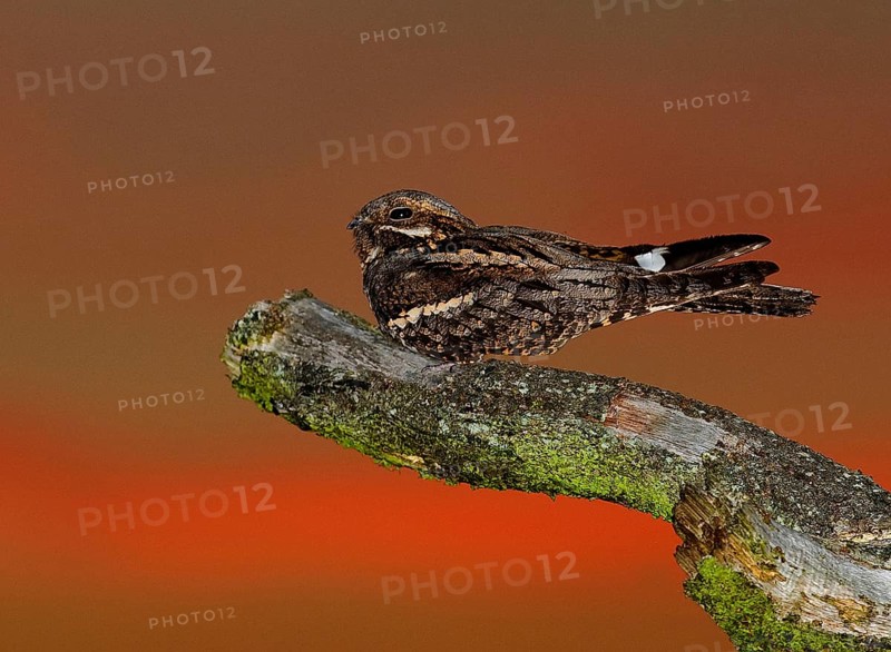 Nightjar