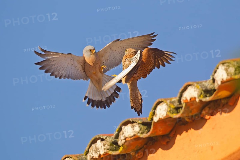 Lesser lesser Common Kestrel