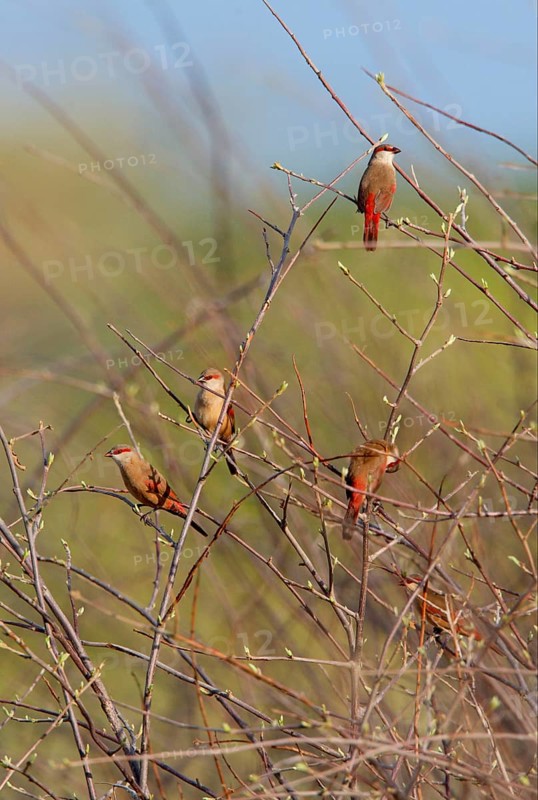 Crimson-rumped Waxbill