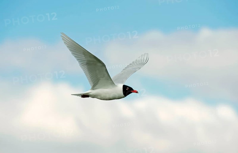 Mediterranean Gull