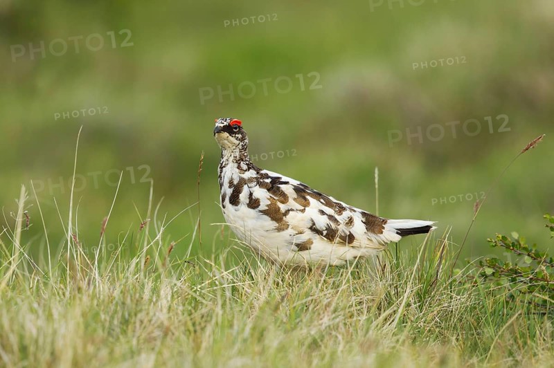 Rock ptarmigan