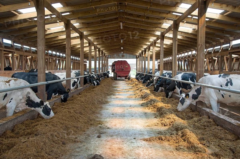 Domestic Cattle