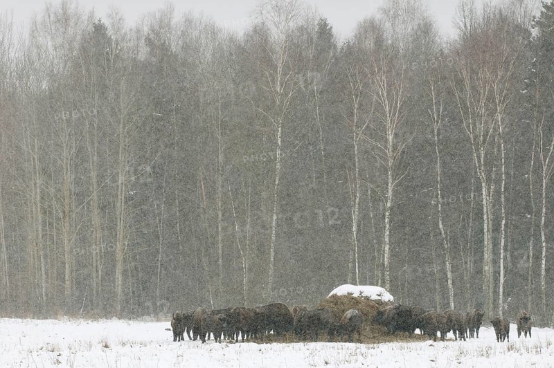 European bison