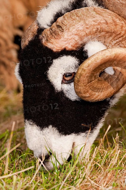 Domestic Sheep