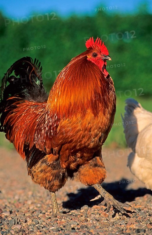 Domestic fowl