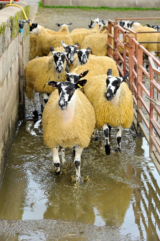 Domestic Sheep