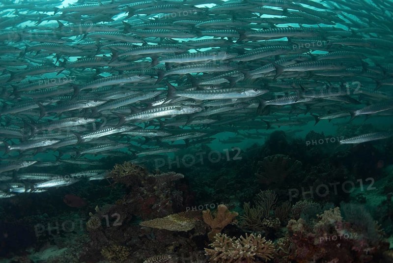 Darkfin Barracuda