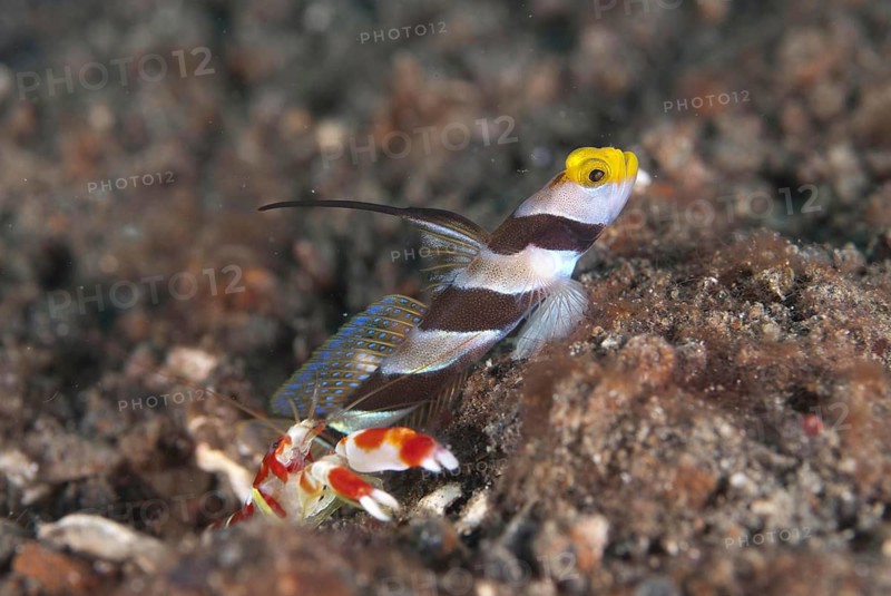 Yellownose Shrimpgoby