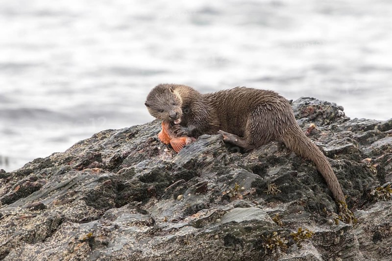 Otter eating lumpsucker fish on a rock at low tide