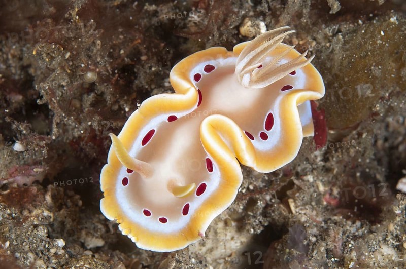 Ardeadoris cruenta