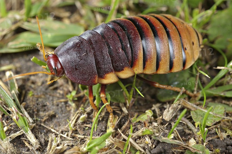 Giant cockroach