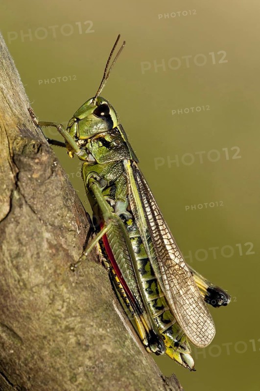 Large marsh grasshoppers