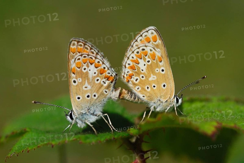 Brown Argus
